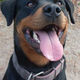 Rottweilers from Iron Duke Brown
