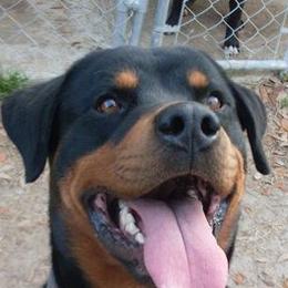 Rottweilers from Iron Duke Brown