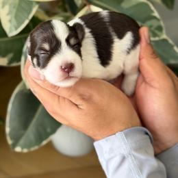 Ozzy - Liver male Miniature Schnauzer puppy in Montebello, California from Rod Schnauzers