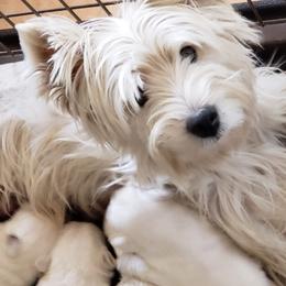 luna - West Highland White Terrier