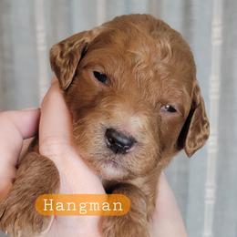 Hangman (Orange Collar) - Red  male Goldendoodle puppy in Scurry, Texas from 07 Seven Oaks Goldens and Doodles