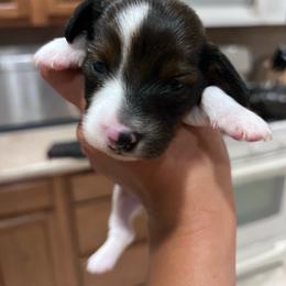 Maddie - Piebald female Dachshund puppy in Los Lunas, New Mexico from Poker Paws Dachshunds by Chelsy