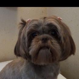 Ayzel - Shih Tzu