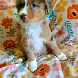 Australian Shepherd Puppies from Waggle Time Farms