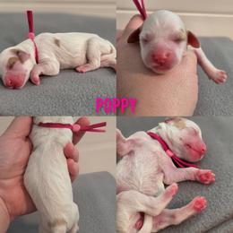 Poppy - Parti female Goldendoodle puppy in Summerville, South Carolina from Channys Doodles