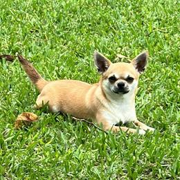 Sava - Chihuahua
