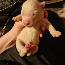 Green - White male Siberian Husky puppy in Porter Corners, New York from Gemstone Huskys