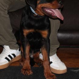 Blue and red - Black and mahogany male Rottweiler puppy in Dallas, Texas from Vom Hause Emerald