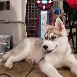 German Shepherd and Siberian Husky Puppies from Sstar