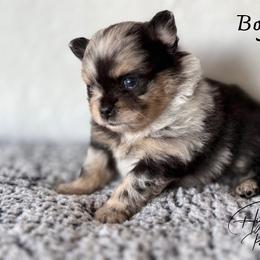 Boy 1 - Blue merle male Pomeranian puppy in Fort Jones, California from High Rocking Pom Poms