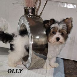 Olly - Black tan and white male Biewer Terrier puppy in Modesto, California from Granny's yorkshire Terrier Modesto California