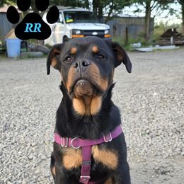 KoaKoa - Rottweiler