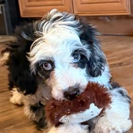 Buttons - Blue merle female Miniature Australian Shepherd puppy in Talihina, Oklahoma from Lockhart Mini Aussies