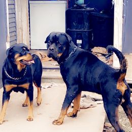 Romeo - Rottweiler