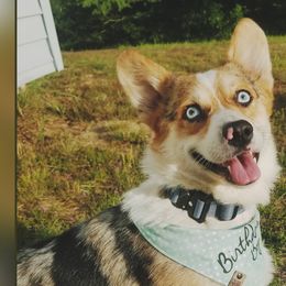 American Corgis and Pembroke Welsh Corgis from The Adirondack Corgi