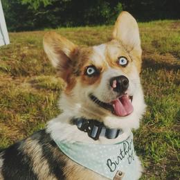 American Corgis and Pembroke Welsh Corgis from The Adirondack Corgi