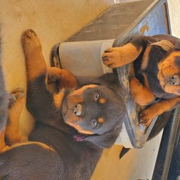 Rottweiler Puppies from Gottlïchen Rottweilers