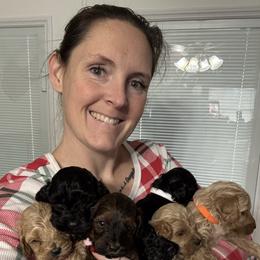 Cockapoo puppies from Dream Paws Puppies, LLC