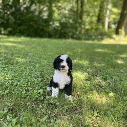 Spunky - Boy - Black and white male Sheepadoodle puppy in Emlenton, Pennsylvania from Doodles in PA