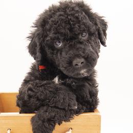Raja - Orange Collar - Black male Labradoodle puppy in Lehi, Utah from Our Little Farm Life Doodles