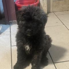 Poochie 1 - Black male Bouvier des Flandres puppy in Bethlehem, Connecticut from Bouviers Gate House