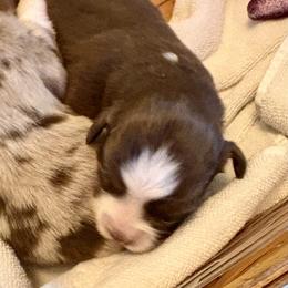 Dancer - Red merle female Miniature Australian Shepherd puppy in Port Saint Lucie, Florida from Charlene Brannon's Mini Australian Shepherds