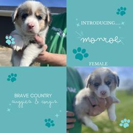 Monroe - Blue merle and white female American Corgi puppy in Brownstown, Indiana from Brave Country Kennels
