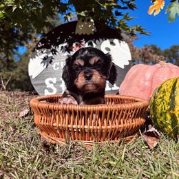 Bailey - Black and tan male Cavalier King Charles Spaniel puppy in Watkinsville, Georgia from Cavaliers of Windsor
