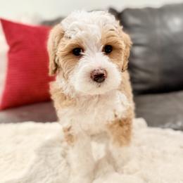 Pink girl.Socks - Parti female Goldendoodle puppy in Twin Falls, Idaho from Magic Valley Family Doodles