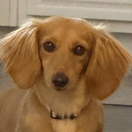 Dachshunds and French Bulldogs from Cowtown Tiny Tails