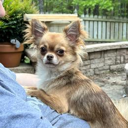 Mocha - Chihuahua