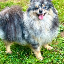 Boo - Pomeranian