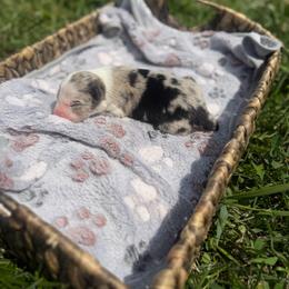 Annie Oakley - Blue merle female Border Collie puppy in Owenton, Kentucky from Three16 Ranch