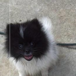 Pomeranian puppies from Spivey the Grand Boxers and Poms