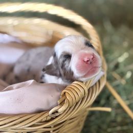Skye AKC - Blue merle female Australian Shepherd puppy in Polk City, Florida from Skaky Shepherds