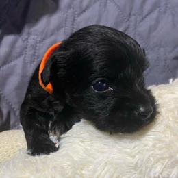 Tim- Orange- Tiny male - black with white bird like marking - Black male Miniature Schnauzer puppy in Ravensdale, Washington from Serenity Schnauzers