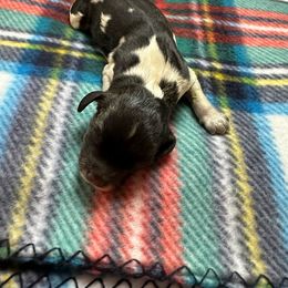 Amaryllis - Black white and tan English Springer Spaniel puppy in Belton, South Carolina from High Point Springers
