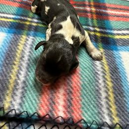 Amaryllis - Black white and tan English Springer Spaniel puppy in Belton, South Carolina from High Point Springers