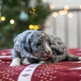 Samwise - Family Raised - Blue merle male Bernedoodle puppy in Eureka, Illinois from Joley Aire Family Dogs