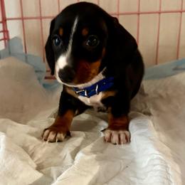 Hope - Blue and tan male Dachshund puppy in Santee, California from roxiesminidoxies1