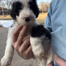 Boy 4 red collar - Black and white male Sheepadoodle puppy in Eleva, Wisconsin from Molly’s Doodles