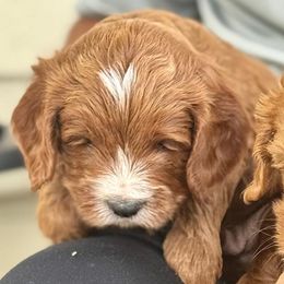 Mark - Red male Australian Labradoodle puppy in Ocala, Florida from Vinton Valley Australian Labradoodles
