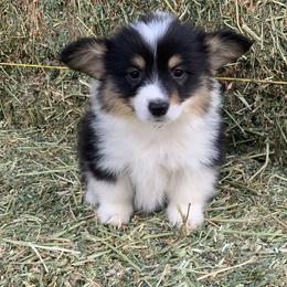 Pembroke Welsh Corgi Puppies from Nunas Corgis