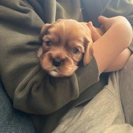 Cavalier King Charles Spaniel Puppies from Franhaven Kennel