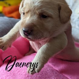 Labrador Retriever Puppies from Dorothy's Labrador Retrievers