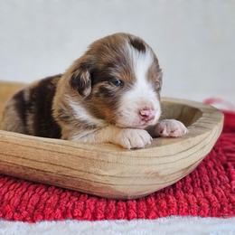 Remington - Red merle male Australian Shepherd puppy in Mountain Grove, Missouri from K Bar H Farms