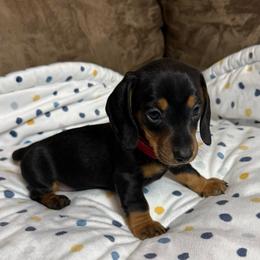 Girl 3 (red) - Black and tan female Dachshund puppy in Cypress, Texas from Sweet Little Churros