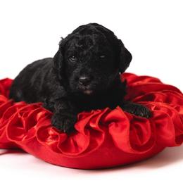 Gucci - Black female Sheepadoodle puppy in Los Angeles, California from Exquisite Doodles