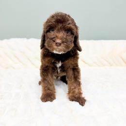 Harvest - Chocolate male Australian Labradoodle puppy in Springfield, Ohio from Dawson & Daryn's Royal Companions