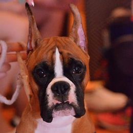 Pepper - Boxer